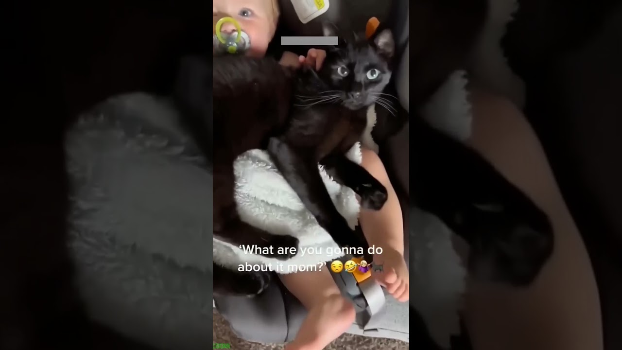 Cute Animals 🙀 Cat Fails 😼 