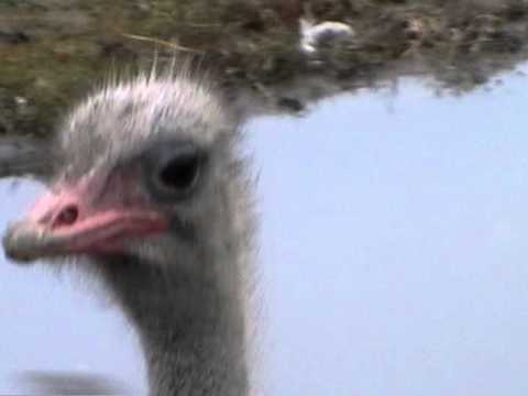 見られて照れるかわいいダチョウ Cute Ostrich １６ Youtube