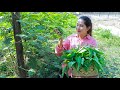 Pick vegetable around house for making recipe | Healthy cooking | Fresh vegetable