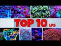 TOP 10 CORALLI DURI LPS FACILI