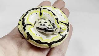 Curled Ball Python Figurine News