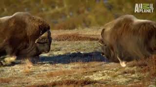 Viking Wilderness - Muskox High Speed Collision