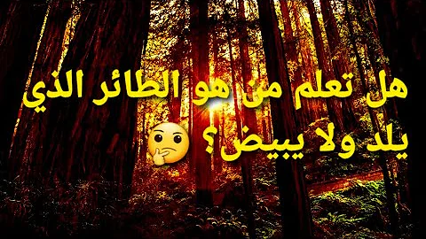 تحميل ماهو الطائر الذي يلد ولا يبيض