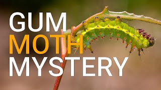 Have you seen an Emperor gum moth lately