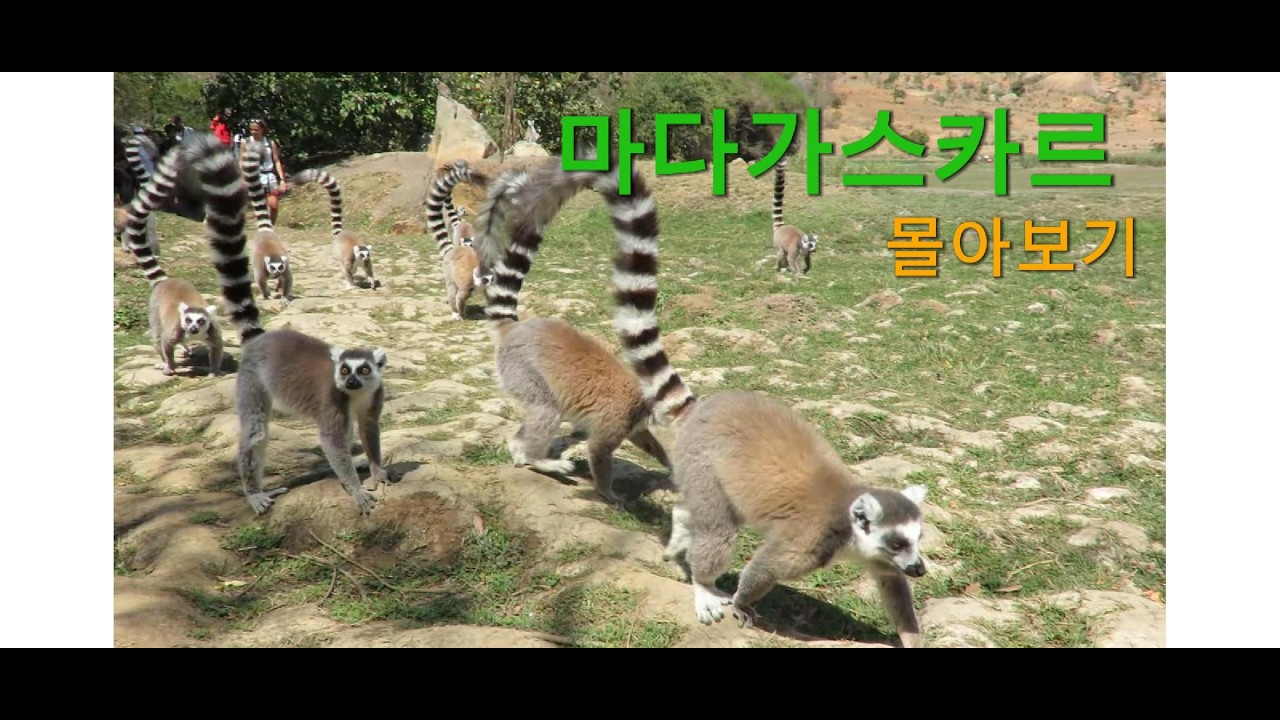 마다가스카르 몰아보기