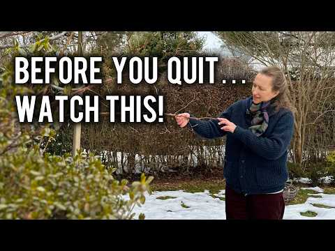 Before You Give Up on Roses… Check This First
