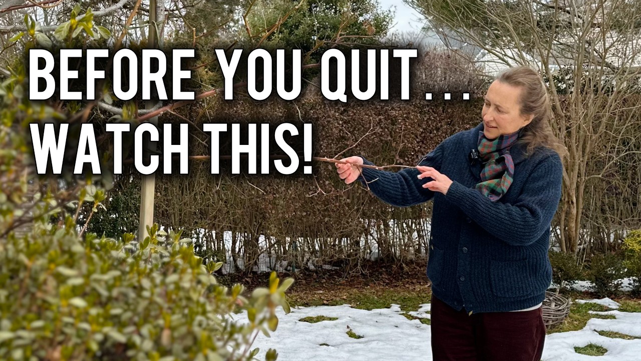 4 причины НЕ отказываться от роз