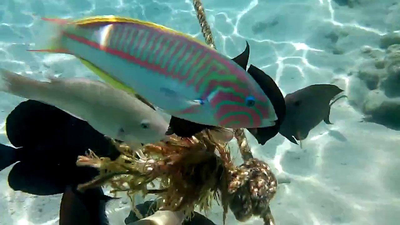 Египет Красное море Рыбы - YouTube