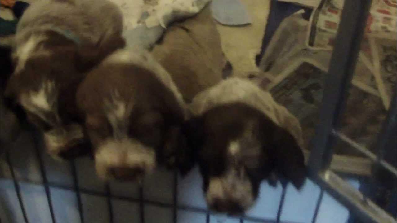 Dry Grass Spinone Max and Madge pups one month old. YouTube