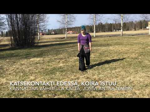 Video: Kuinka pitää koiran ketju koukistamalla