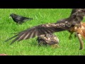 WALES feeding of red kites, Gigrin farm Rhayader (hd-video)