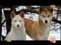 El Dingo, todo lo que  debes saber sobre estos animales