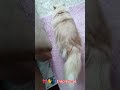 Hoje foi o Dia de Spa da Butterfly #pets #petshop #shorts #youtubeshorts