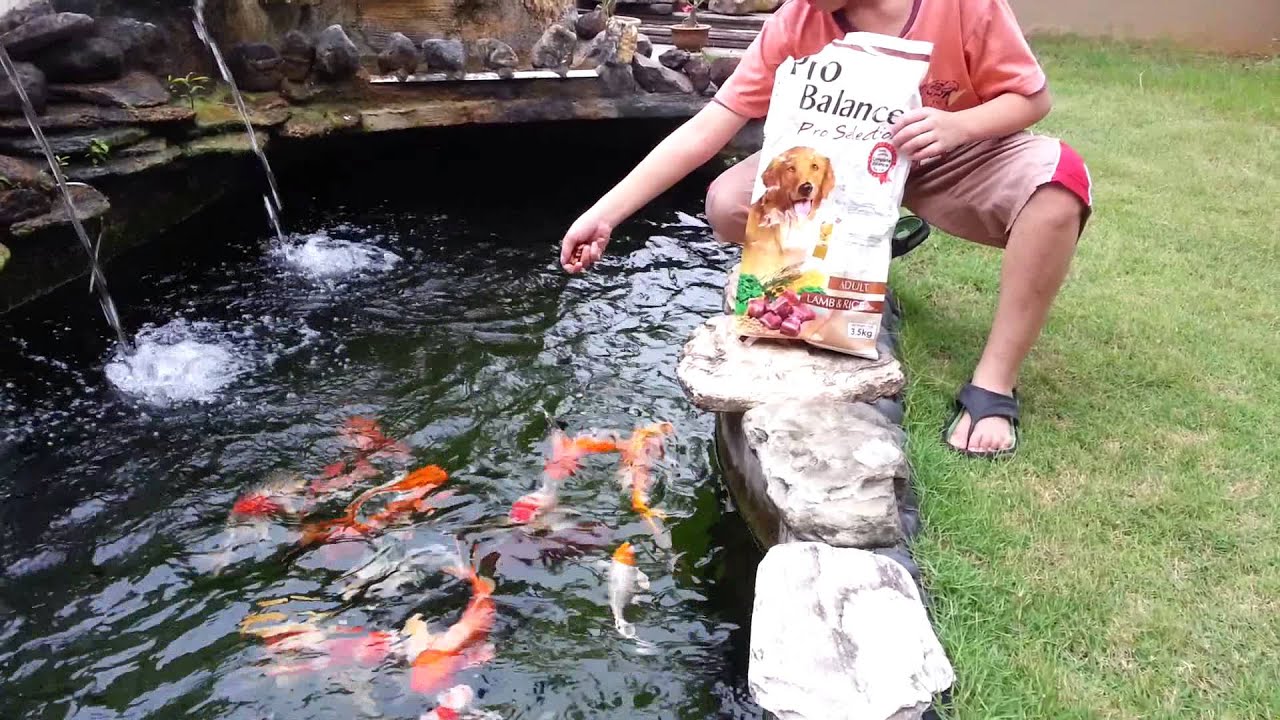 Koi like dog foods YouTube