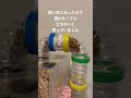 うにが天国に旅立ちました #_shorts #ハムスター