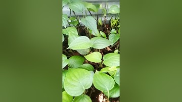 ươm tiêu srilanka khó hay dễ