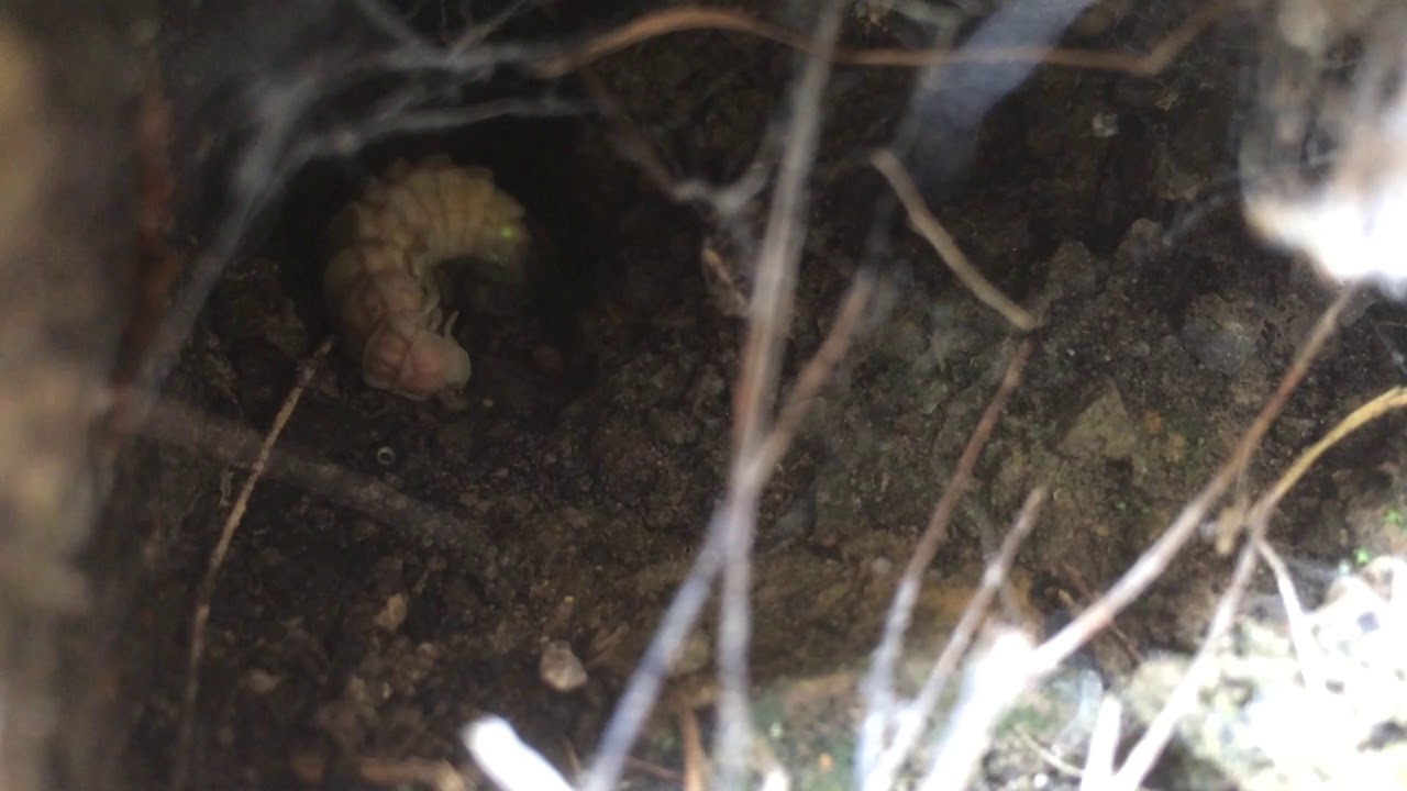 Larva de Luciérnaga