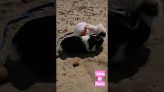 Conejo y cobaya o cuyo, van a la playa. 🐇🐰