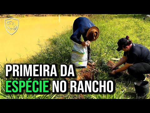 Uma muda de árvore em EXTINÇÃO é a nova moradora do RANCHO SV