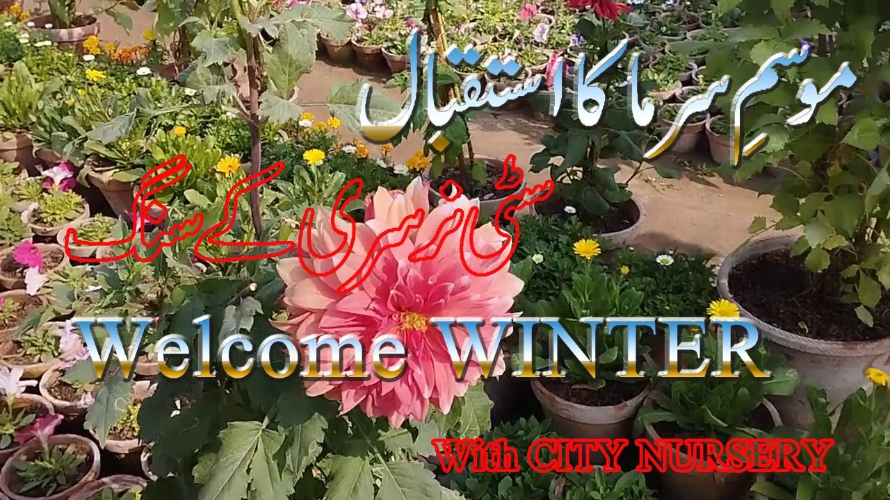 Sardi Mein Phoolon ki Dunia: Local Nursuries ki Sardiyon mein Khas Phoolo ki Kheti |