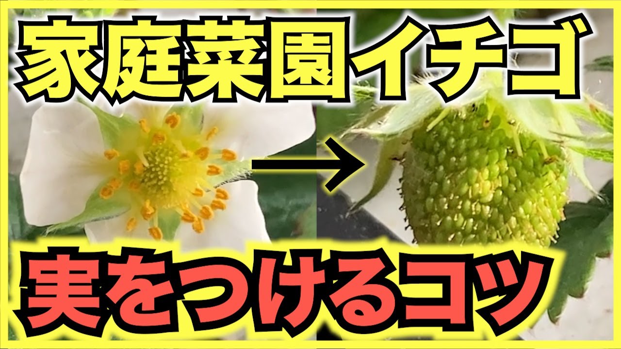 家庭菜園のイチゴ 実をつけるコツは人工授粉と温度管理 春に花が咲いたら受粉が必須で2月から4月は寒さと暑さに要注意 Youtube