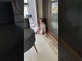 Küçük Nene 😂 #shorts #viralvideo #baby #komedi