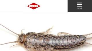 Facts About Silverfish