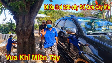 Vua Khỉ Cùng Vua Khỉ 2 Và Đệ Tử Thứ 18 Cưa Cây Me Cổ Thụ Như Thế Nào ( Tập 1 )