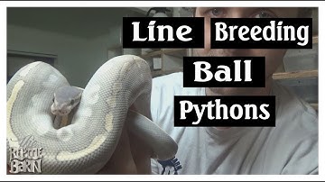 Line Breeding in Ball Pythons