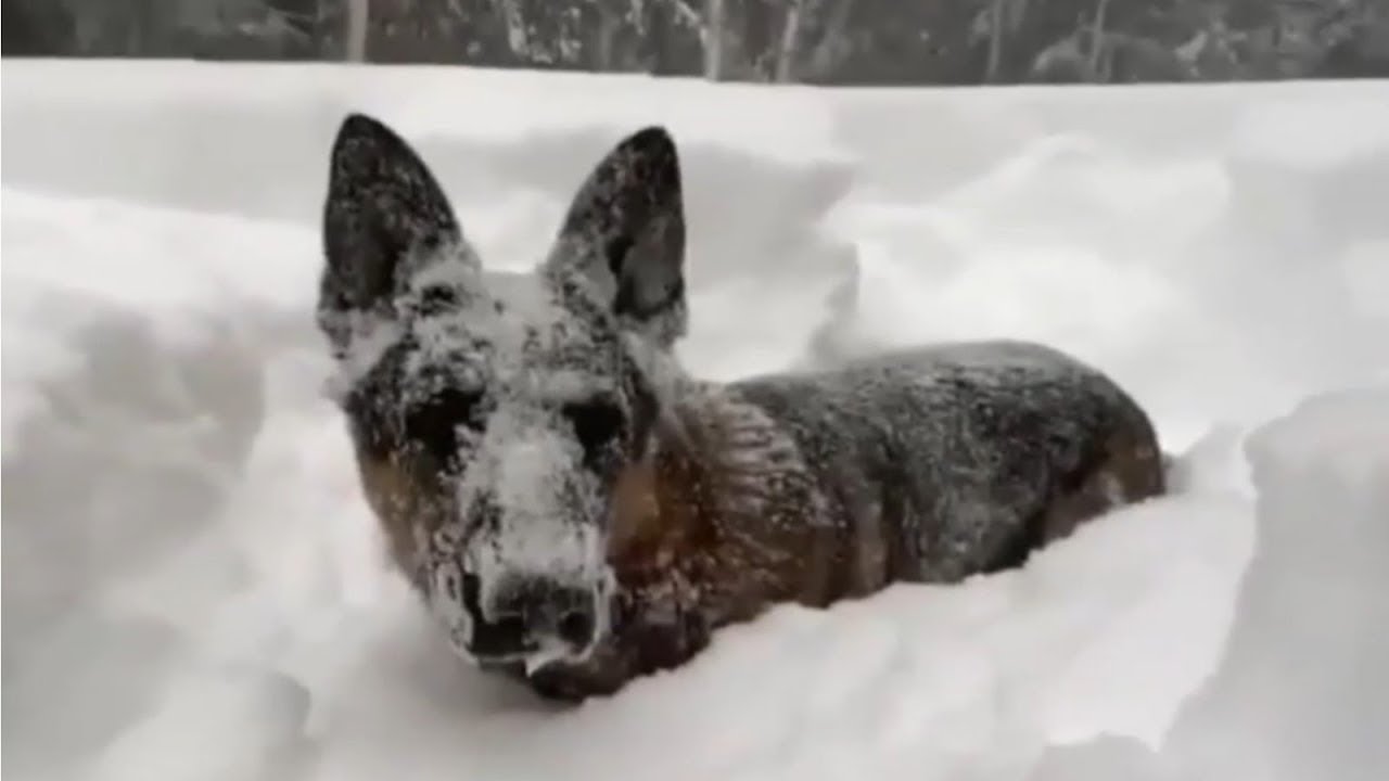 SPRÓBUJ SIĘ NIE ZAŚMIAĆ! 2023🐼#36😹 Śmieszne koty psy😹