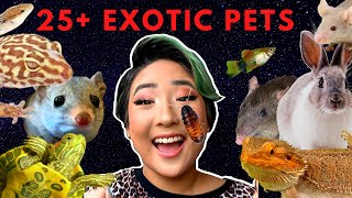 MEET ALL MY EXOTIC PETS AND ANIMALS 2019! // 25+ Amazing Creatures (I have an exotic zoo!)
