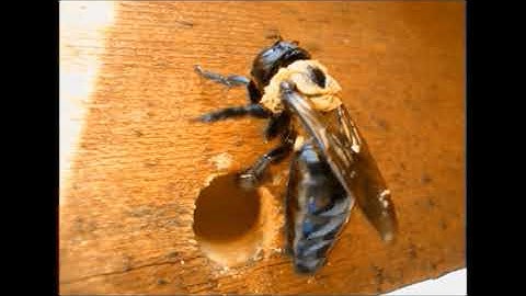 Carpenter Bees Trap Video