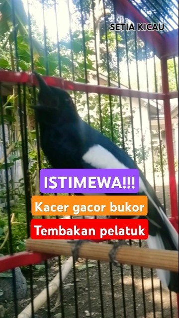 ISTIMEWA!!! Kacer 'Jibriel' gacor bukor nembak isian burung pelatuk