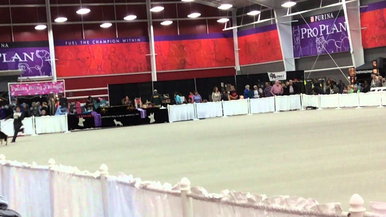 GSDCA National 2015 054