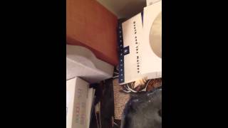 huge centipede in house 4