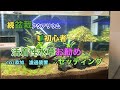 【盆栽アクアリウム】【初心者】続編　活着水草にお勧めセッティング　４５㎝水槽　照明　濾過装置　CO２添加　ミナミヌマエビのコケ取り能力とは？