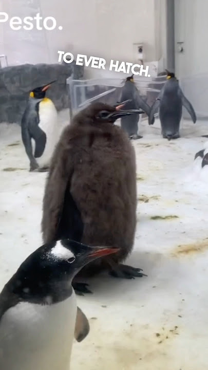 This baby penguin named Pesto is huge 😂