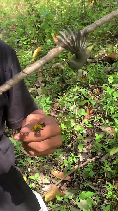 Burung pleci #petualangan #pikat #pulutburung