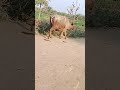 this Buffalo was pregnant #youtubeshorts #animals #viralvideo