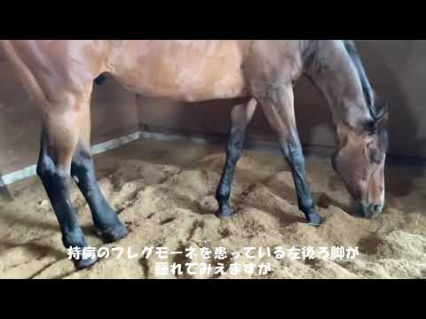 響輝　馬房にて