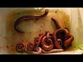 Go to Catch Big Many Giant Millipede a lot around home 