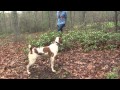 Bird Dogs Afield visits Sarah Conyngham and her Brittany spaniels