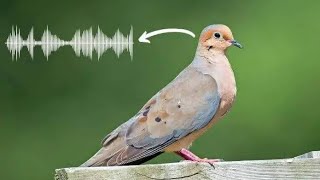 Beautiful Birds Sound | Fakhta Ki Awaz | Dove Voice #satisfying #relaxing
