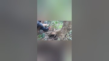 ghép ổi,cách ghép ổi, cách ghép ổi lê lên cây ổi dại