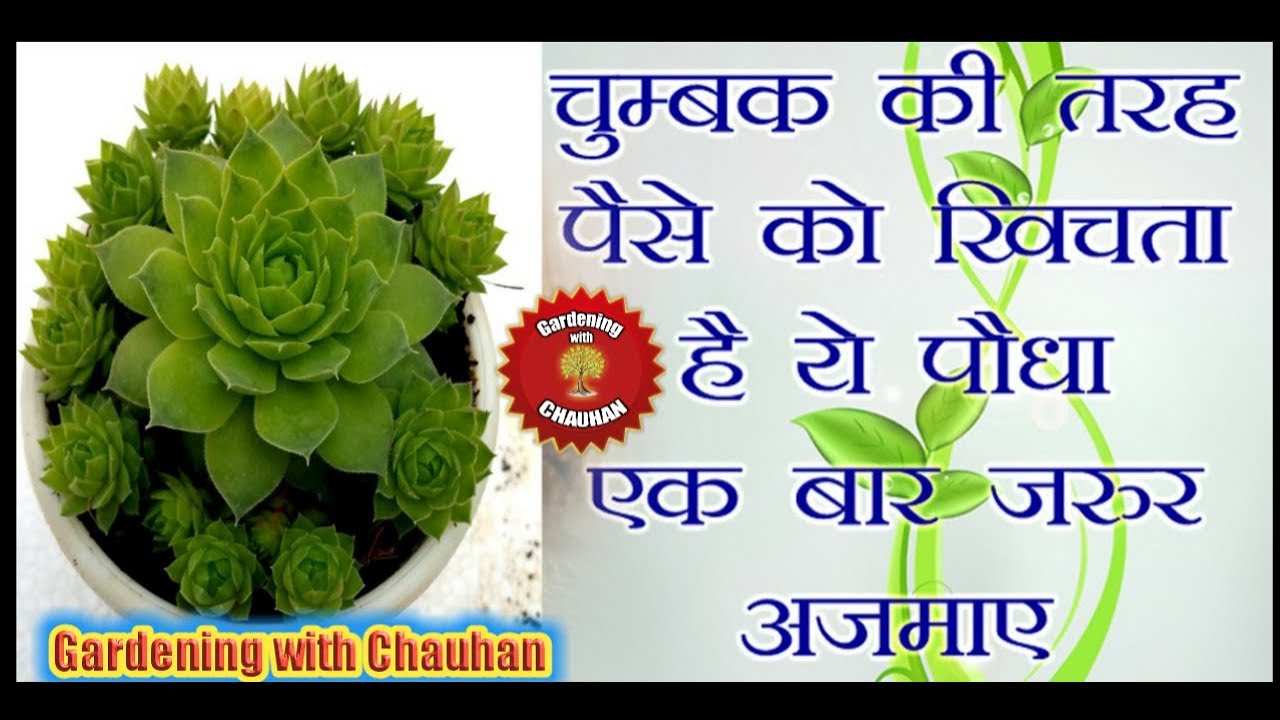 How to grow & Care Lakshmi Kamal Plant _"Gardening with CHAUHAN" 