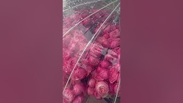 القارئ الشيخ إسلام صبحي⚘♧الحمد لله الذي أنزل على عبده الكتاب♧⚘تلاوة خاشعة من سورة الكهف 💙🎧