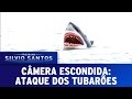 Câmera Escondida (01/05/16) - Ataque dos Tubarões