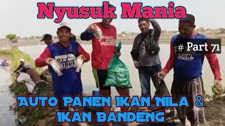 Nyusuk Mania || Part 71  Auto Panen Ikan Nila & Ikan Bandeng