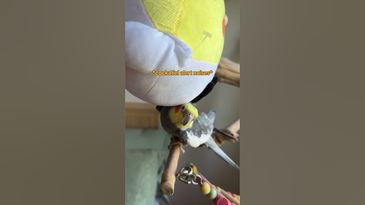 Yums appreciates having some personal space #cockatiel #parrot #bird